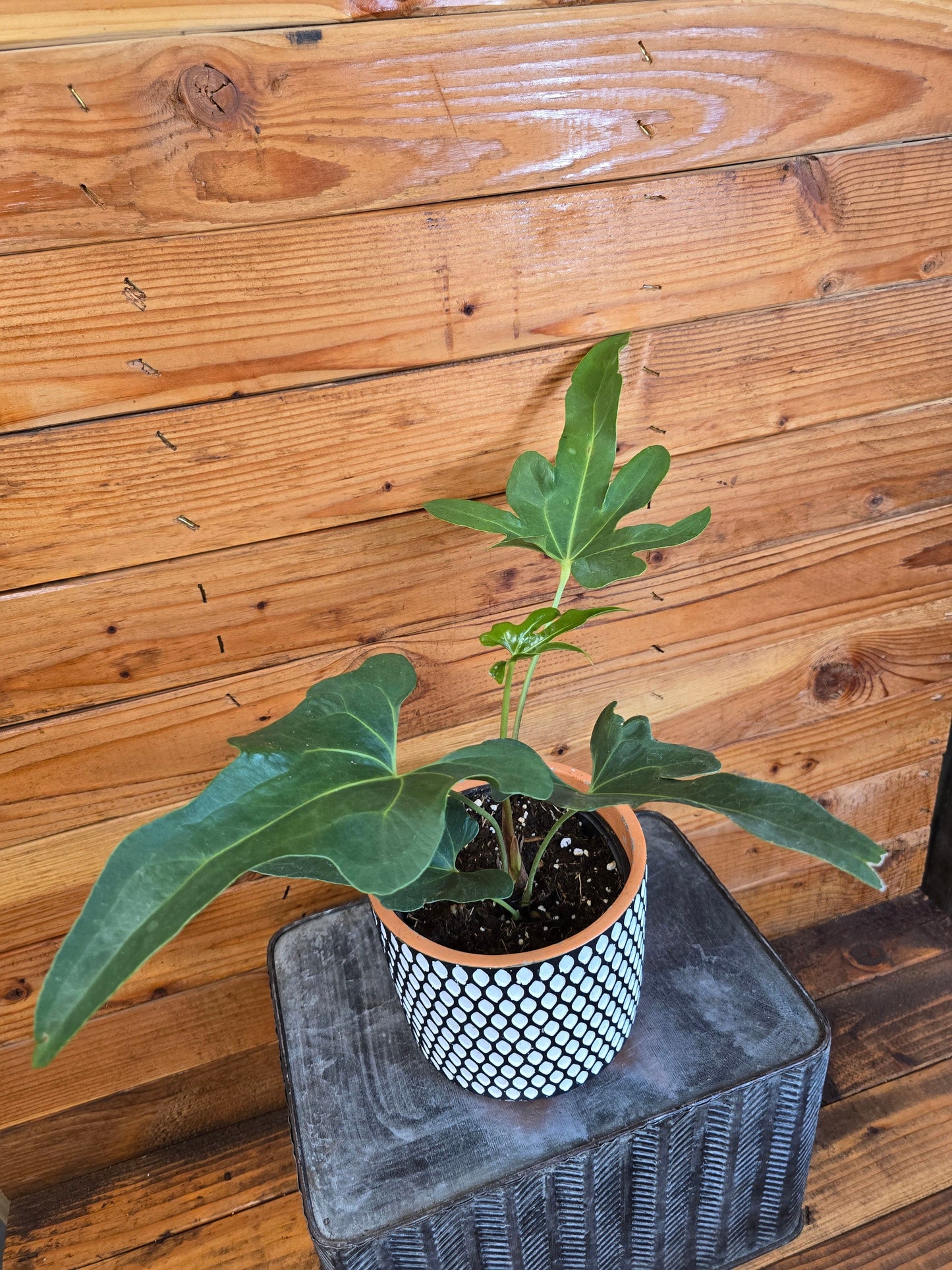 Anthurium Podophyllum, 6" Plant