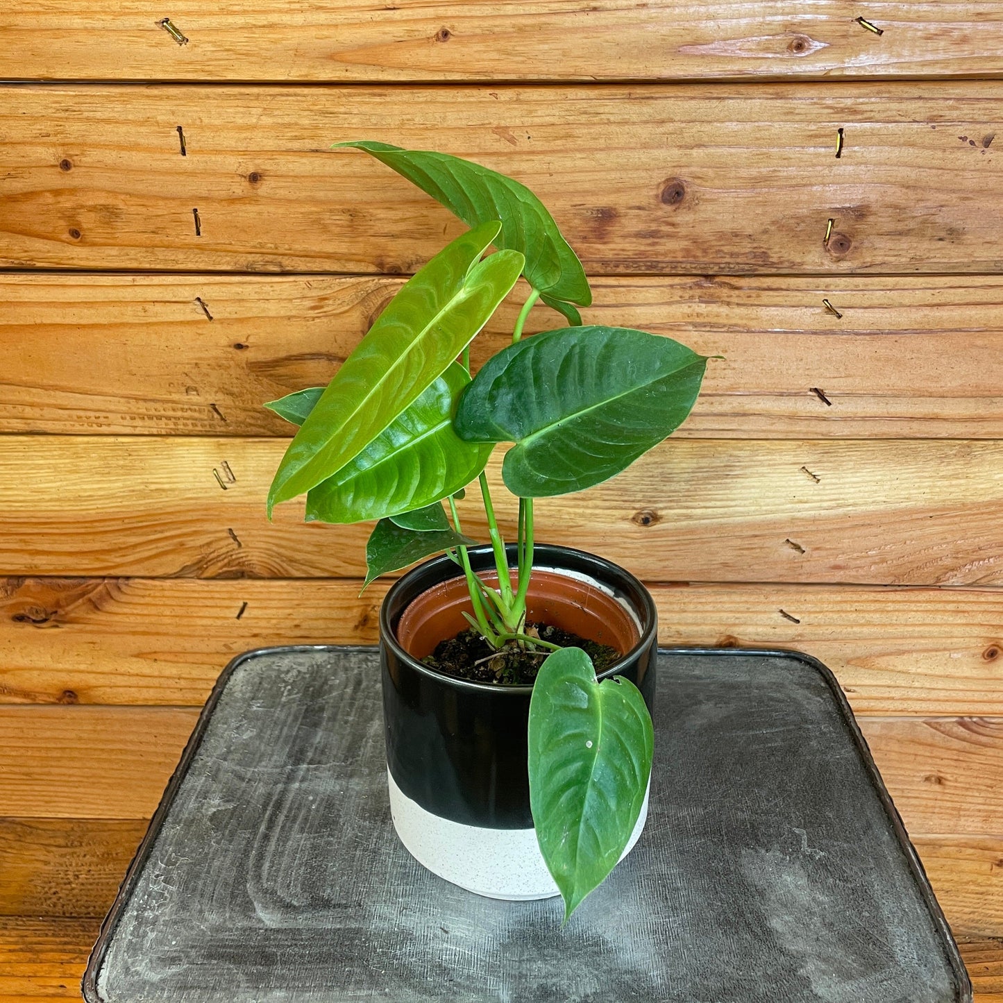 Anthurium Veitchii King, 4" Plant