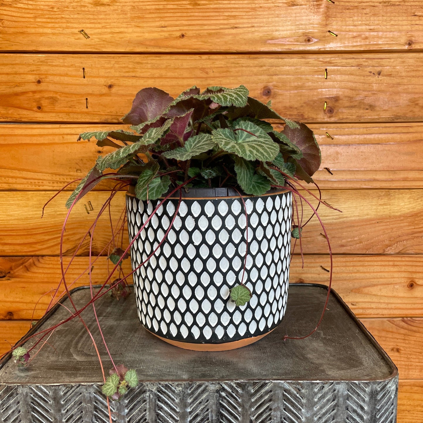 Begonia Strawberry, 6" Plant