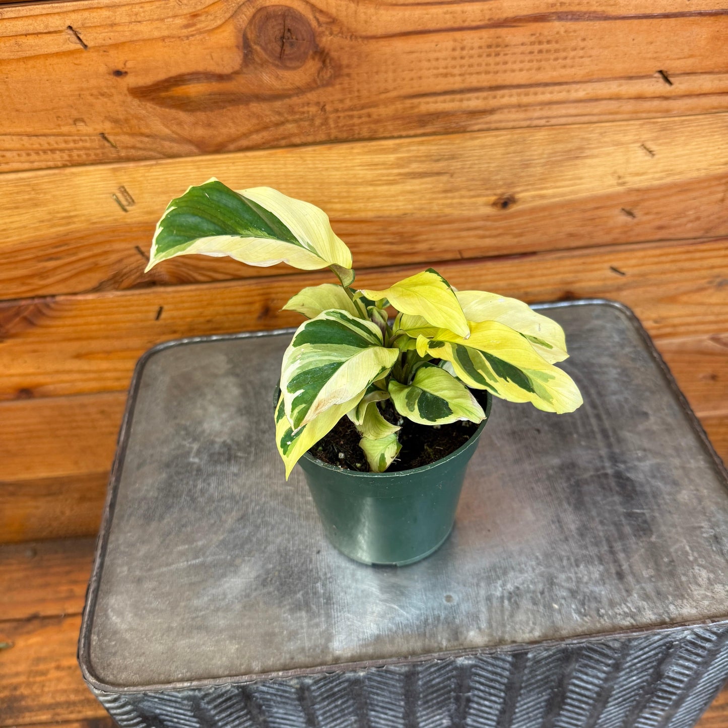Calathea Yellow Fusion, 4" Plant