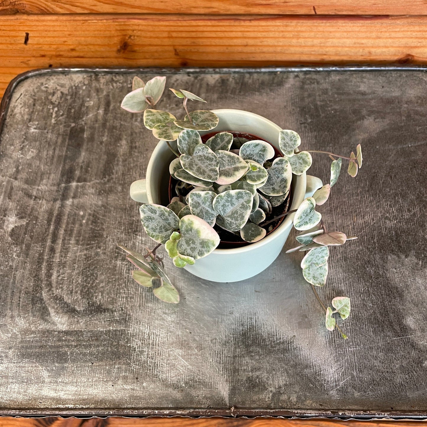 Ceropegia Woodii String of Hearts Variegated, 2" Plant