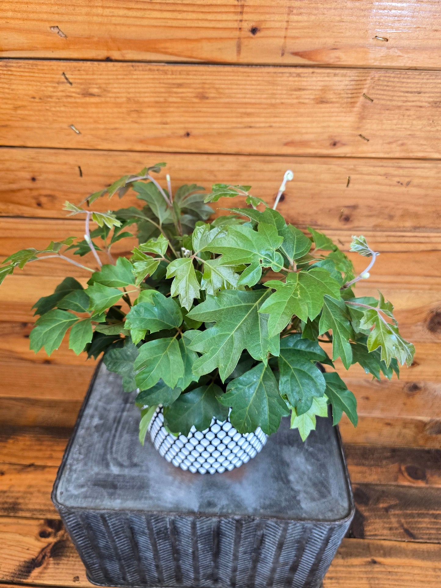 Cissus Oak Leaf Ivy, 6” Plant