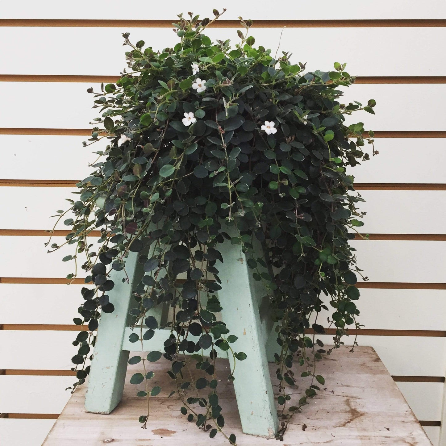 Codonanthe Devosiana Paula, Cutting x5