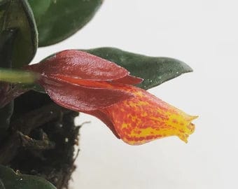 Nematanthus Goldfish Shady Lady Mae, 2" Plant