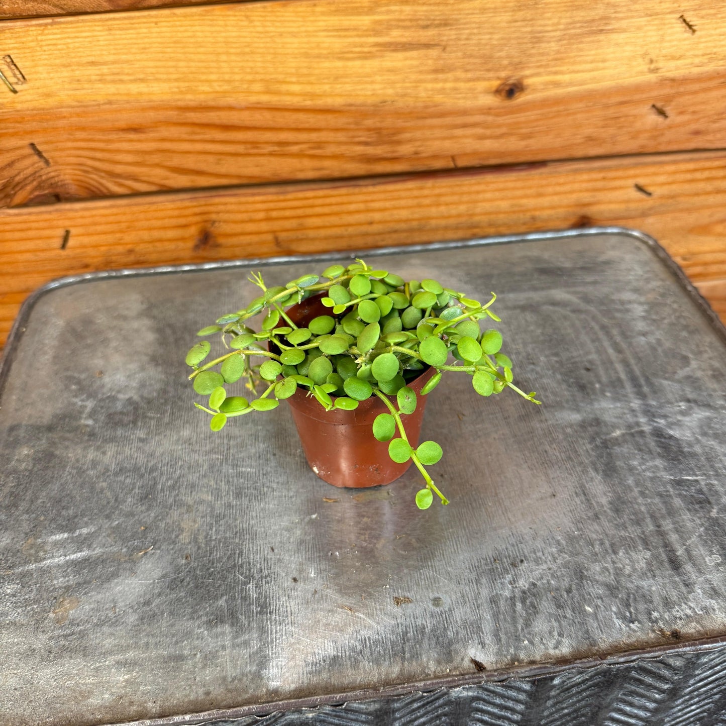 Dischidia Nummularia String of Nickels, 2" Plant