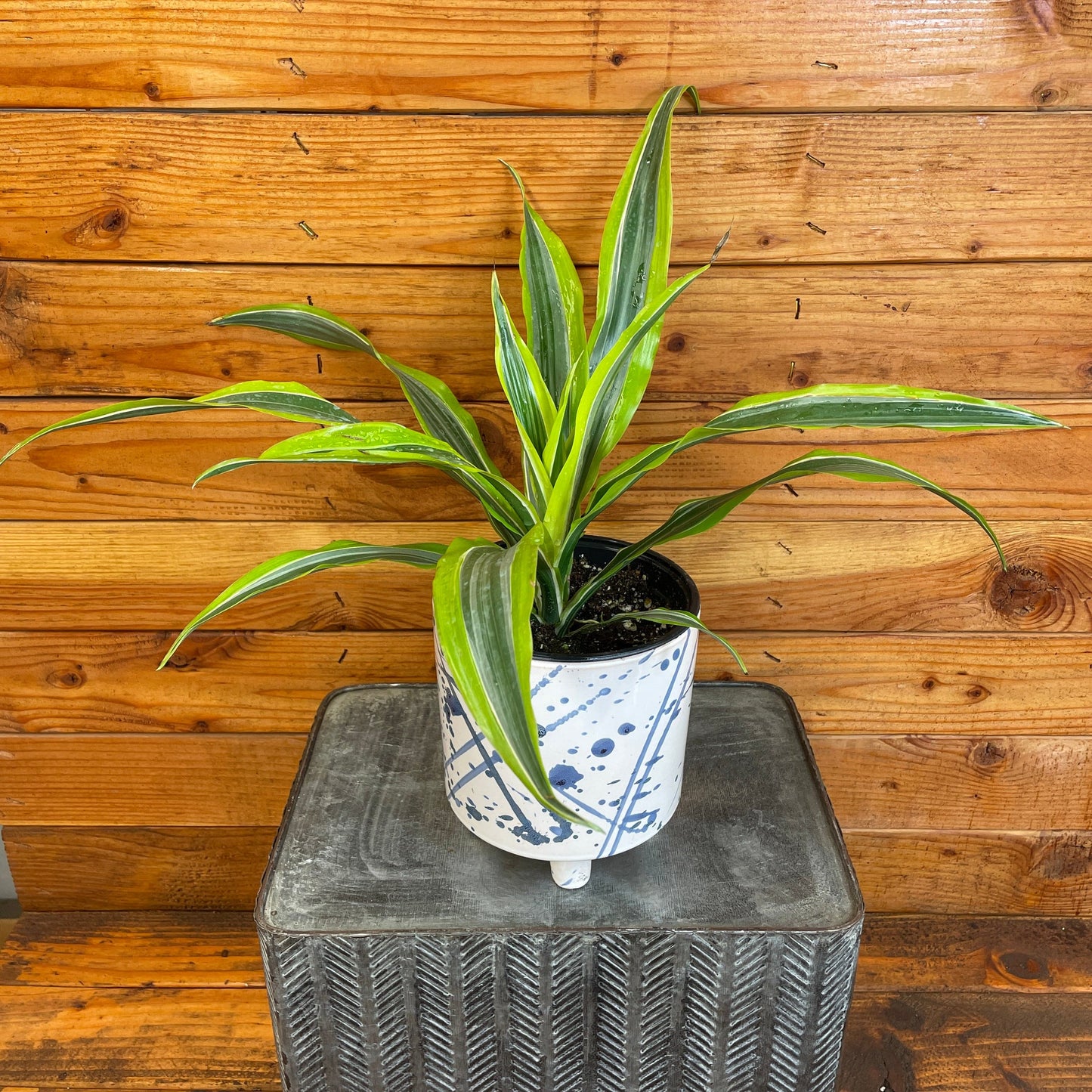 Dracaena Deremensis Lemon Lime, 6" Plant
