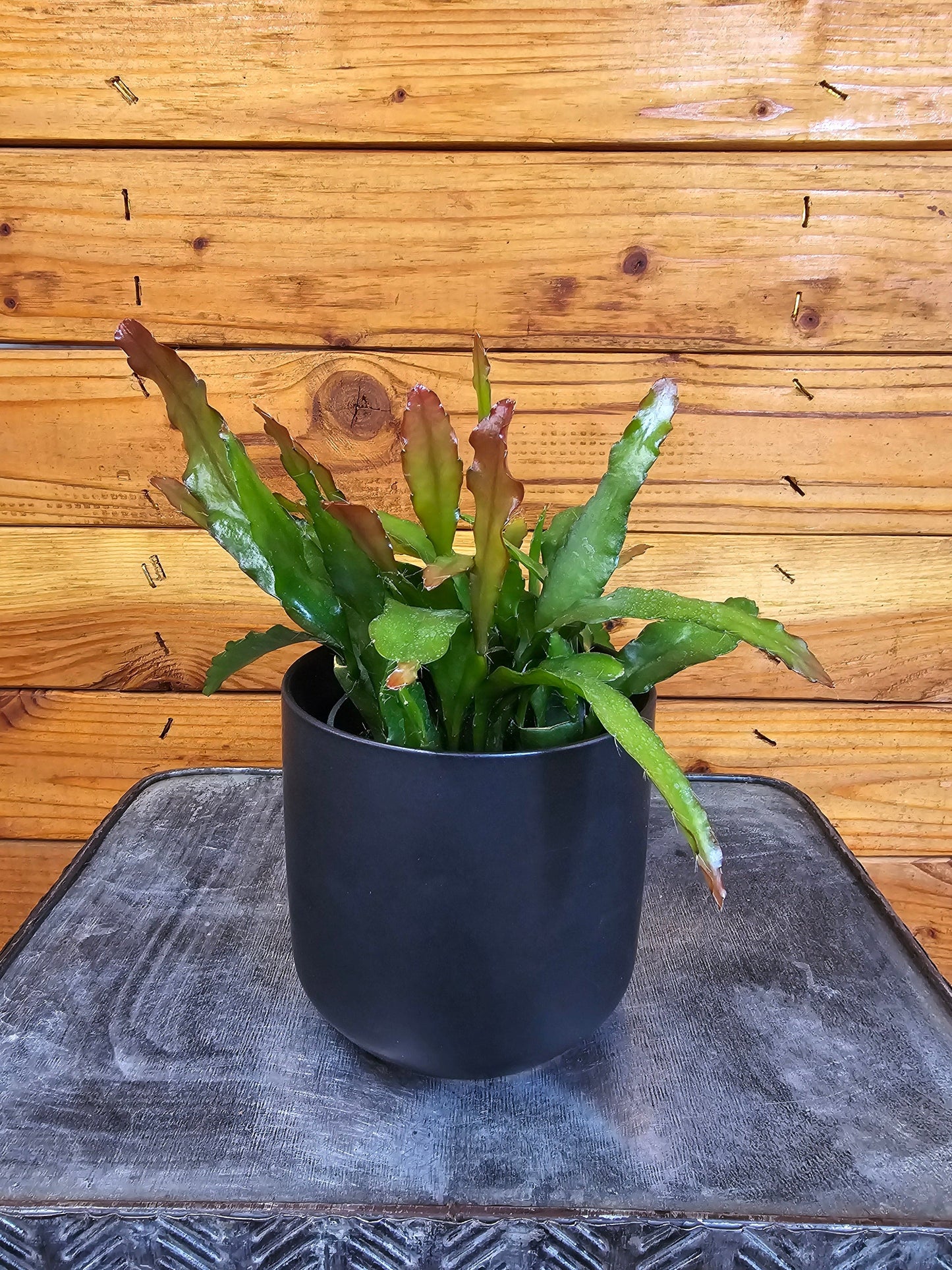 Epiphyllum Anguliger Fire Orchid Cactus, 4" Plant