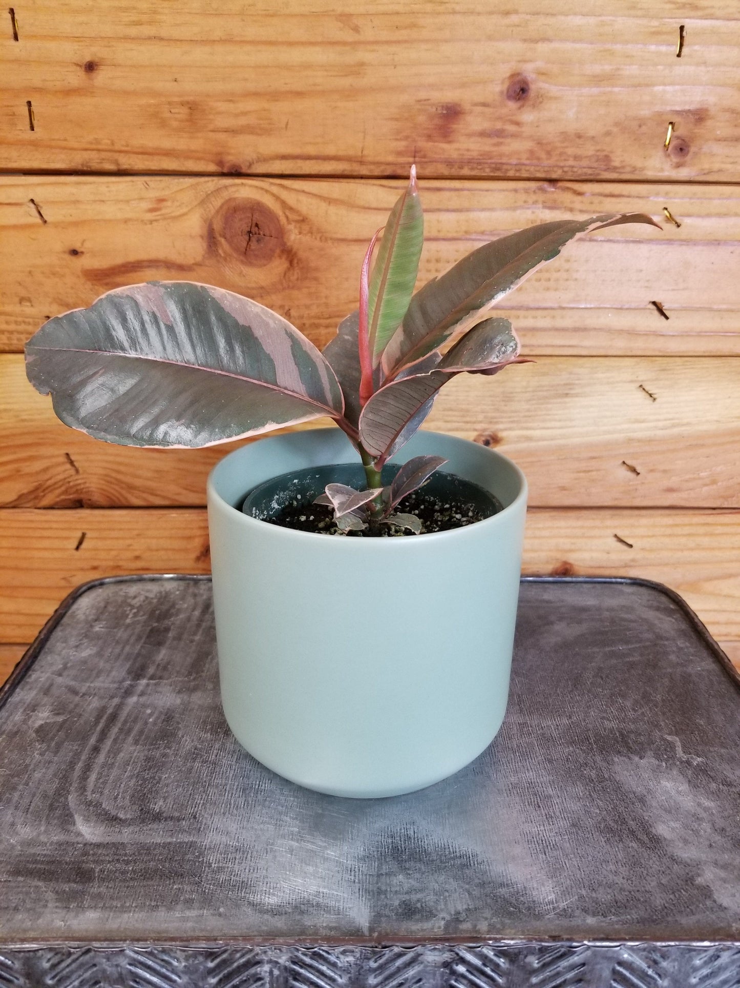 Ficus Ruby, 4" Plant