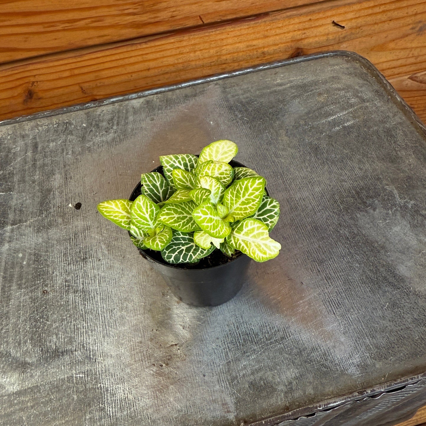 Fittonia Joly Lemon, 2" Plant