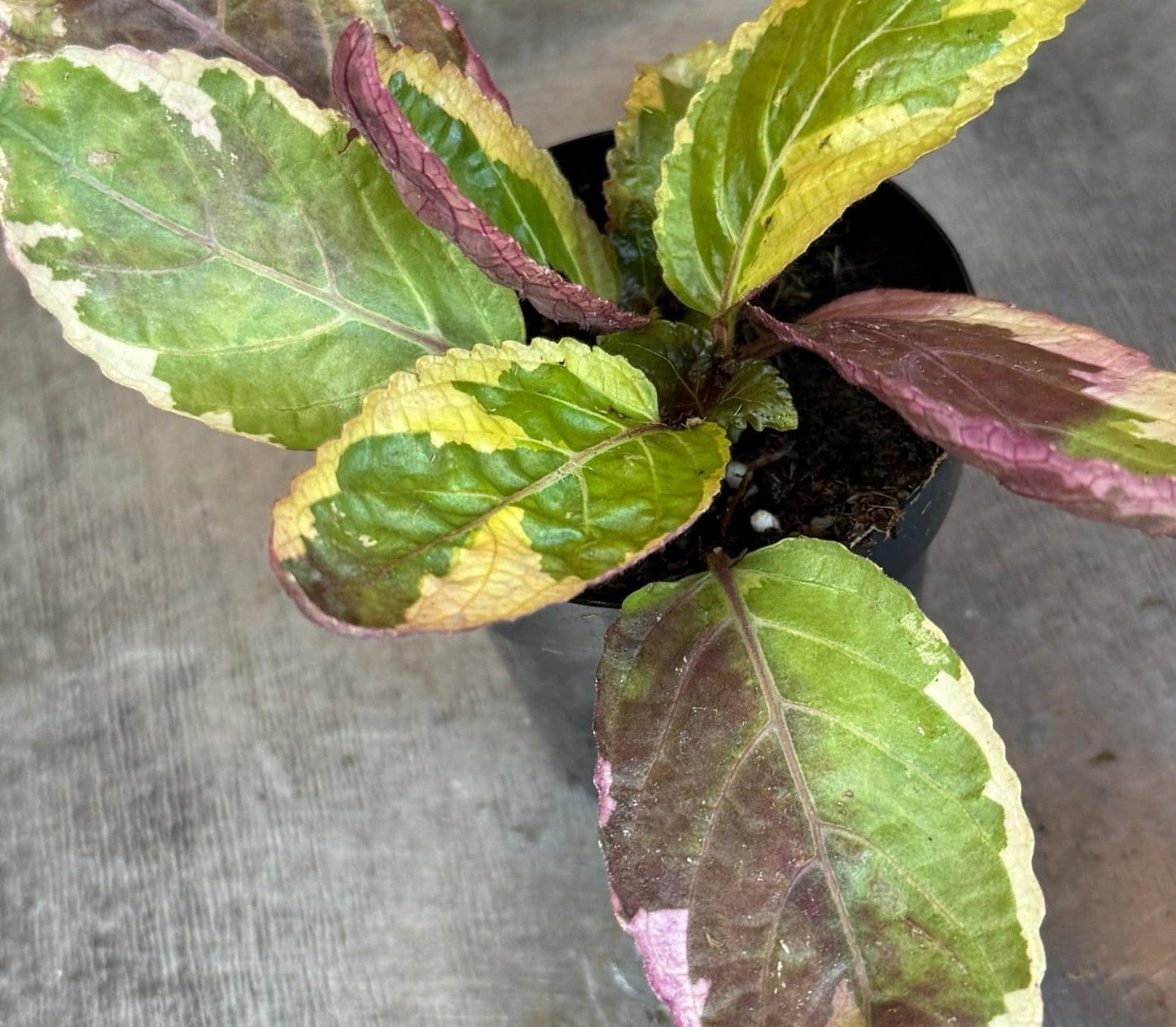 Hemigraphis Variegated Waffle, 2" Plant