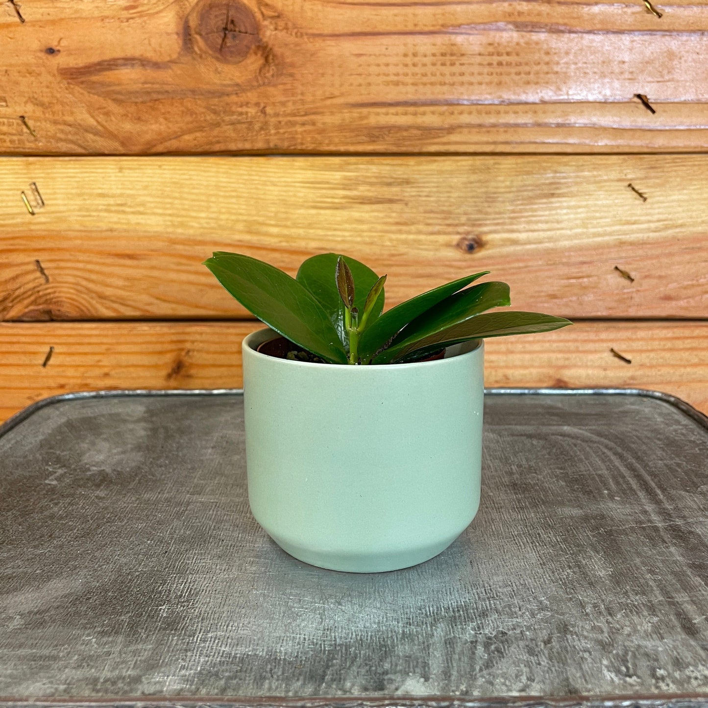 Hoya Australis, 2" Plant