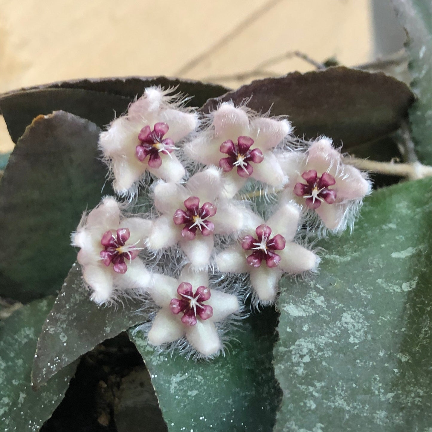Hoya Caudata Sumatra, 2" Plant