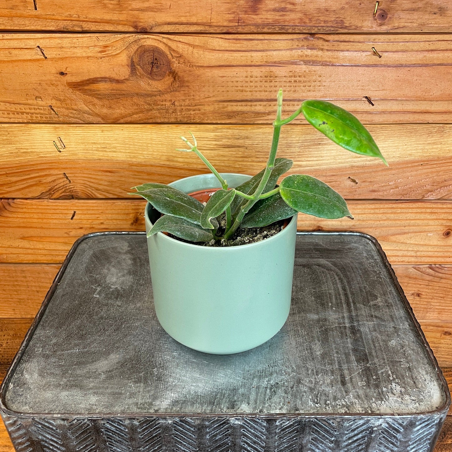 Hoya CV Optimistic, 4" Plant