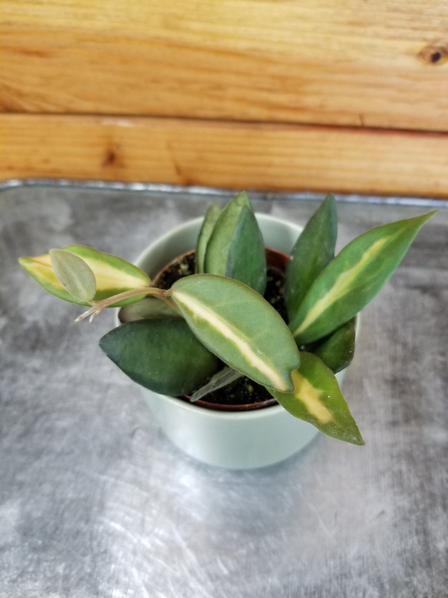 Hoya DS 70 Variegated, 2" Plant