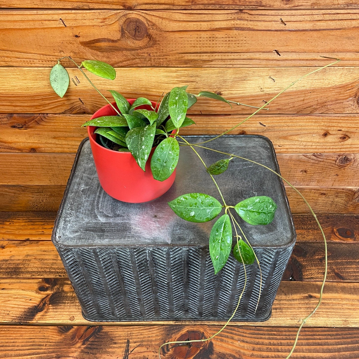 Hoya Erythrostemma Splash, 4" Plant