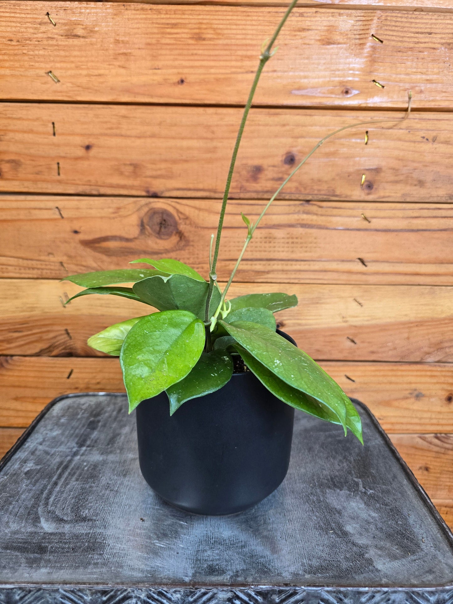 Hoya Pubicalyx x Fungii, 4" Plant
