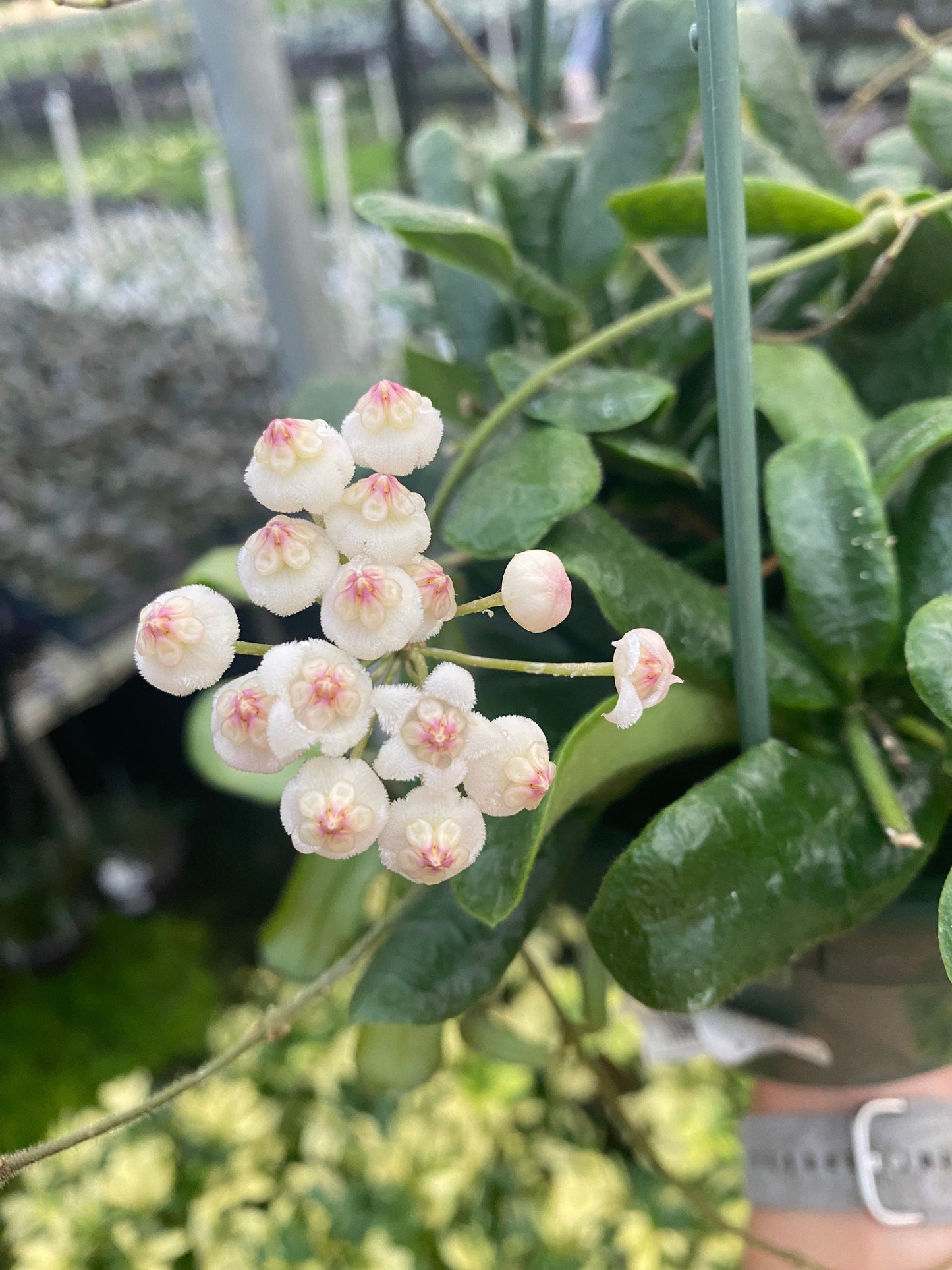 Hoya Rotundiflora, 2" Plant