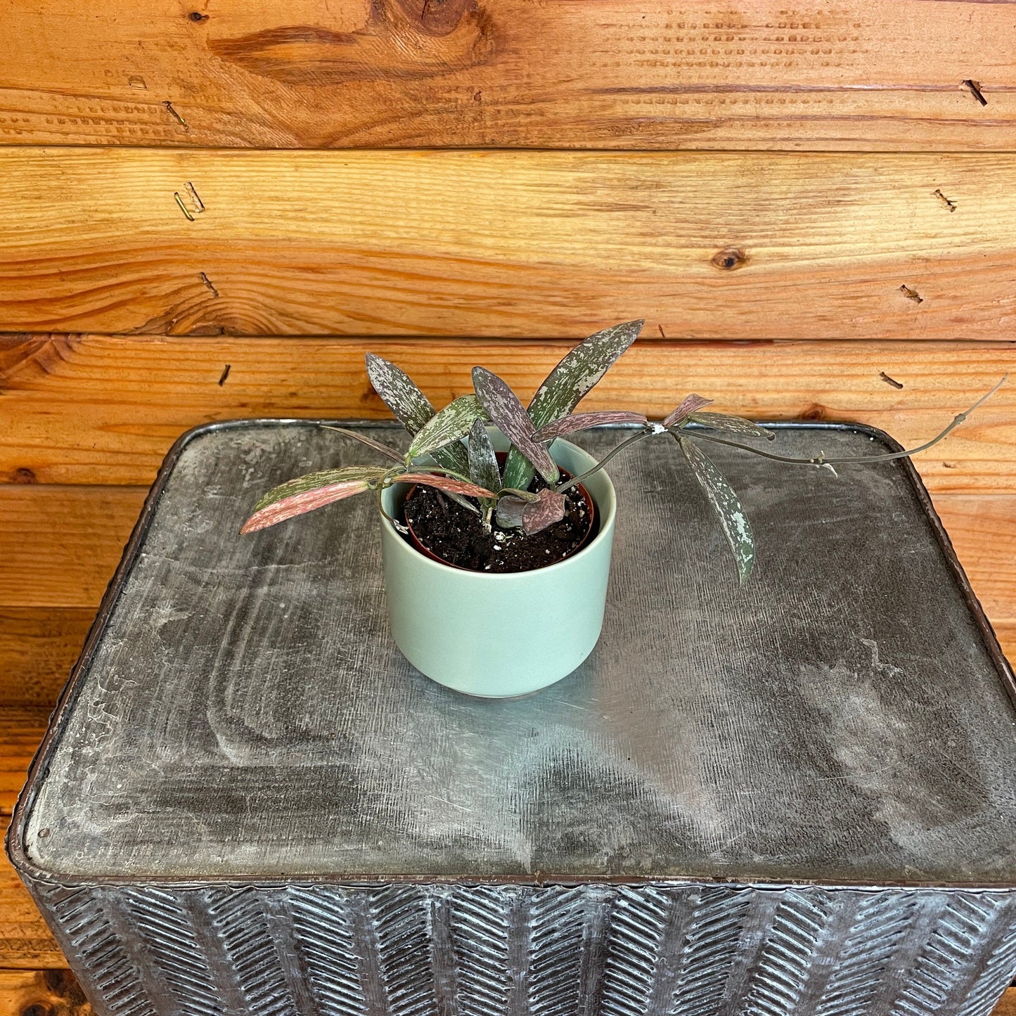 Hoya Sigillatis, 2" Plant