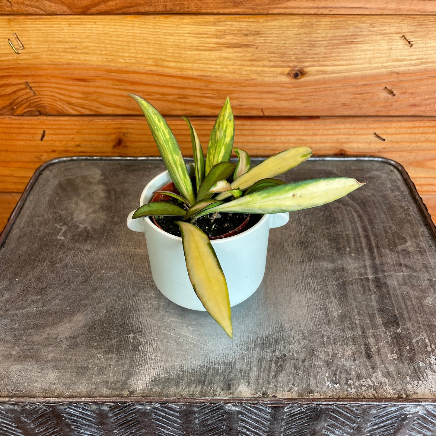 Hoya Wayetii Variegated, 2" Plant