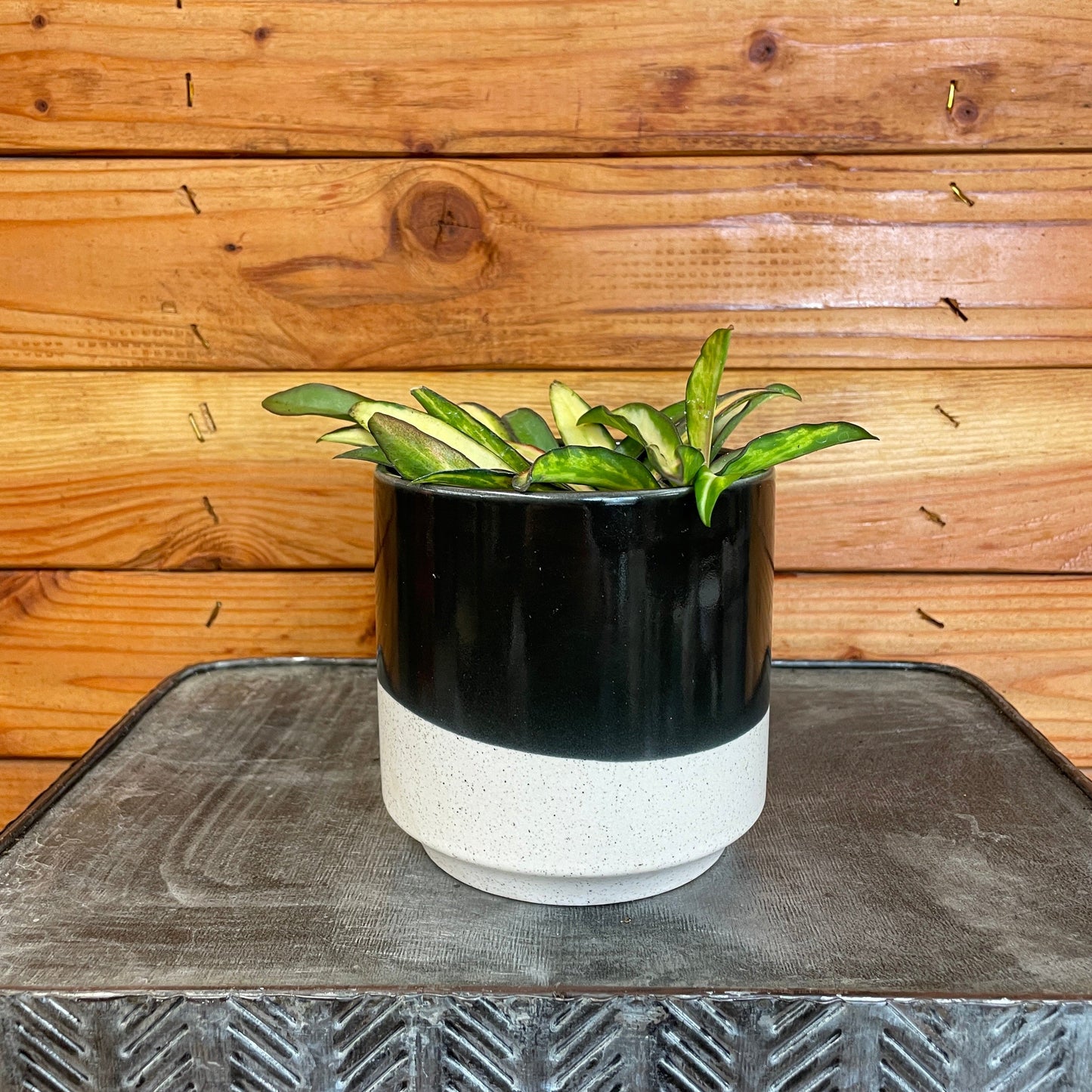 Hoya Wayetii Variegated, 4" Plant