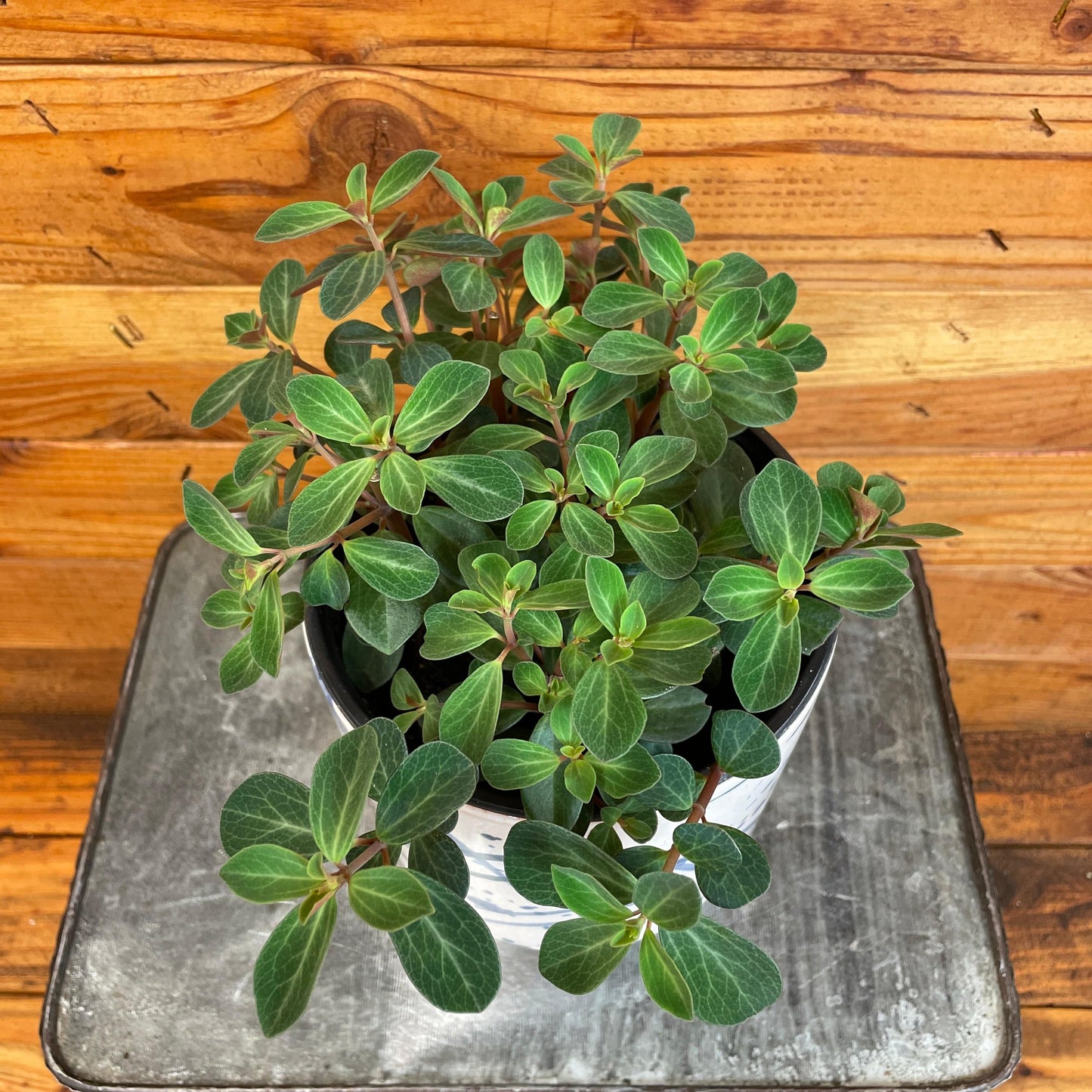 Peperomia Red Log, 6" Plant