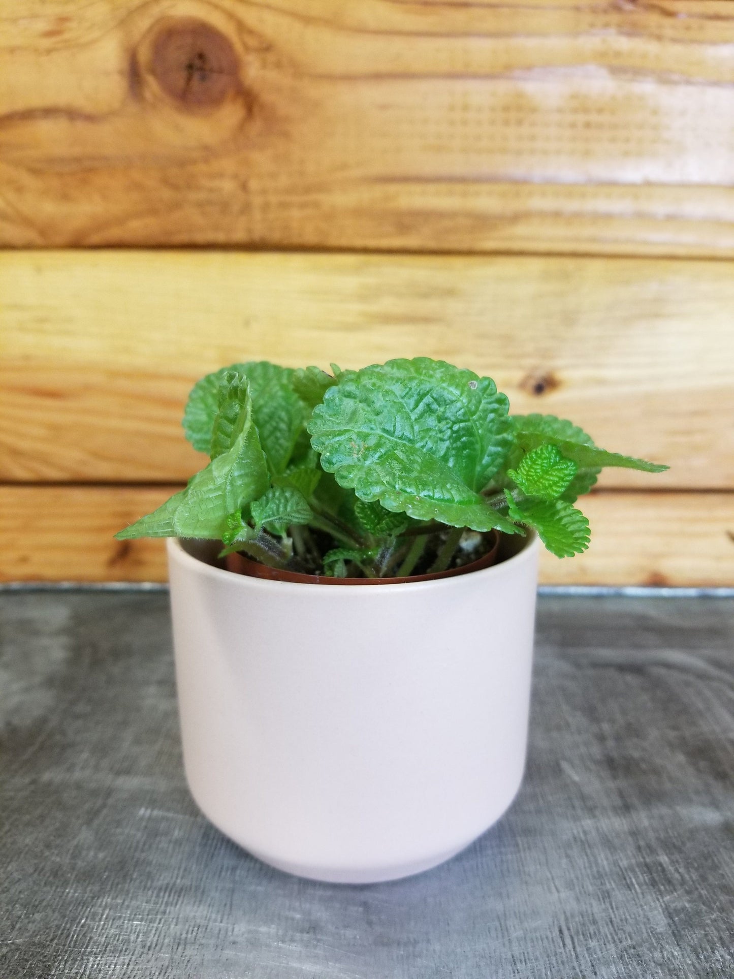 Pilea Creeping Charlie, 2" Plant