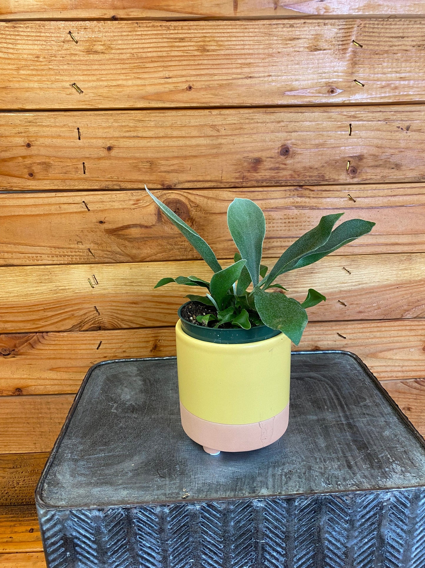 Platycerium Netherlands Staghorn Fern, 4" Plant
