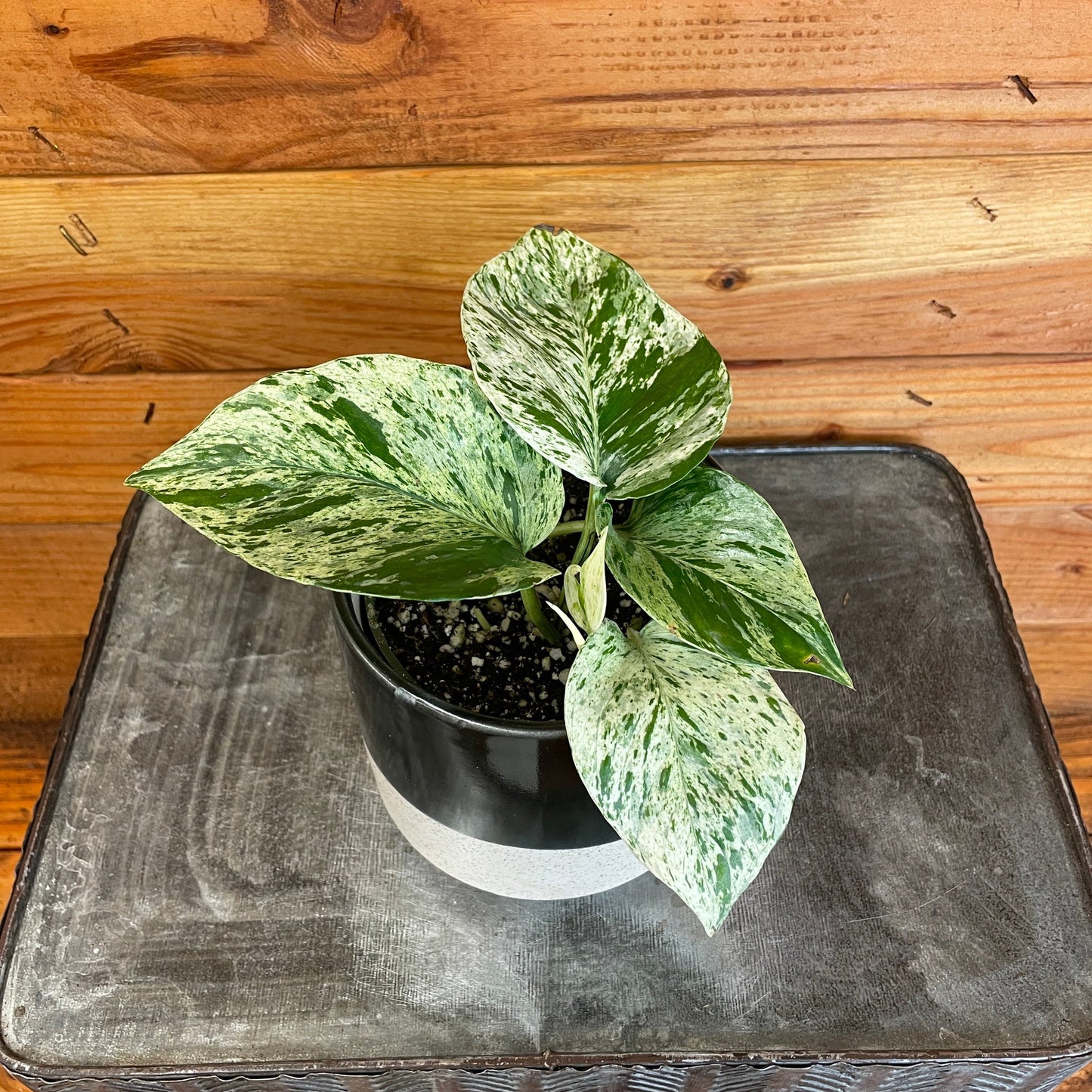 Pothos Marble Queen, 4" Plant