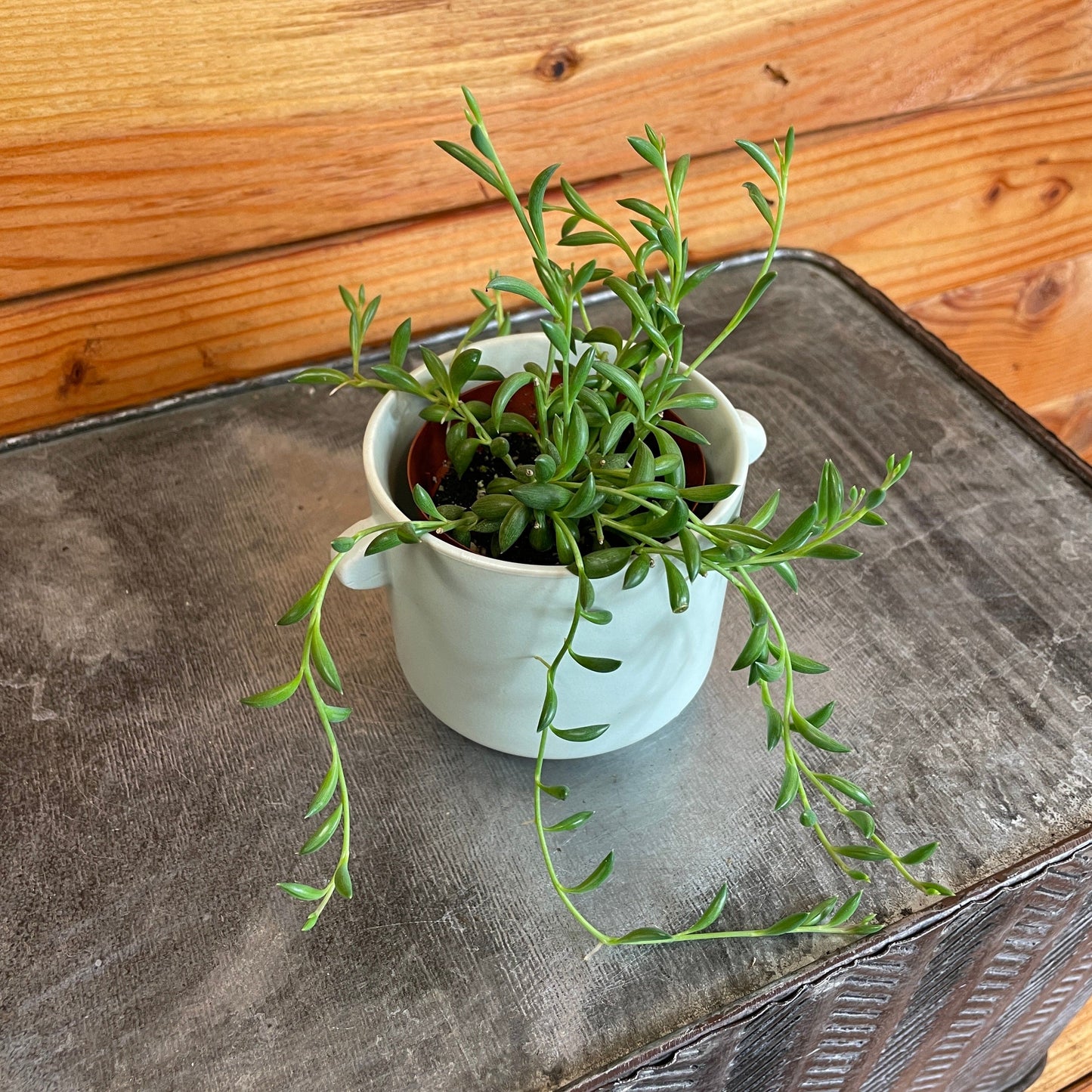 Radicans String of Bananas, 2" Plant