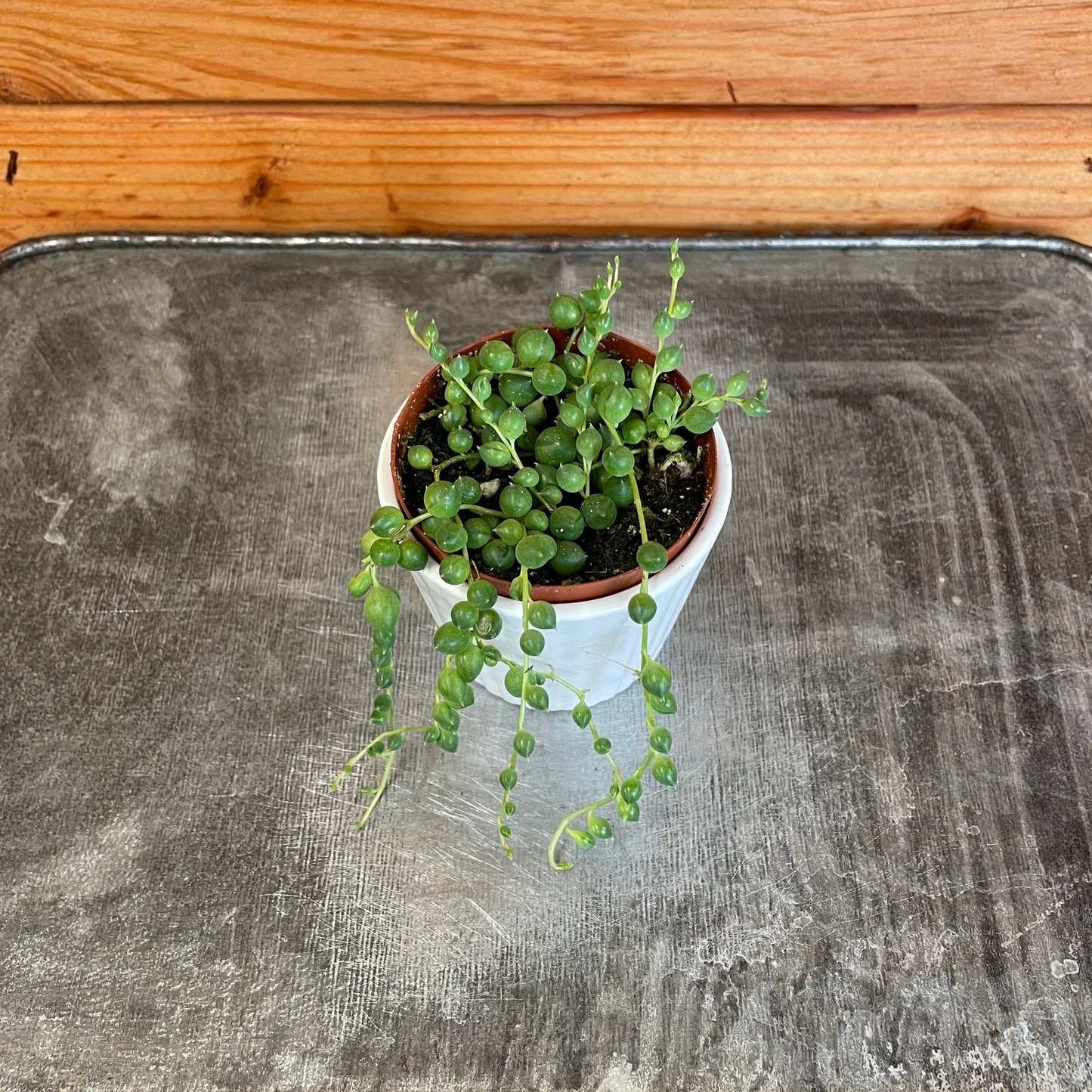 Rowleyanus String of Pearls, 2" Plant