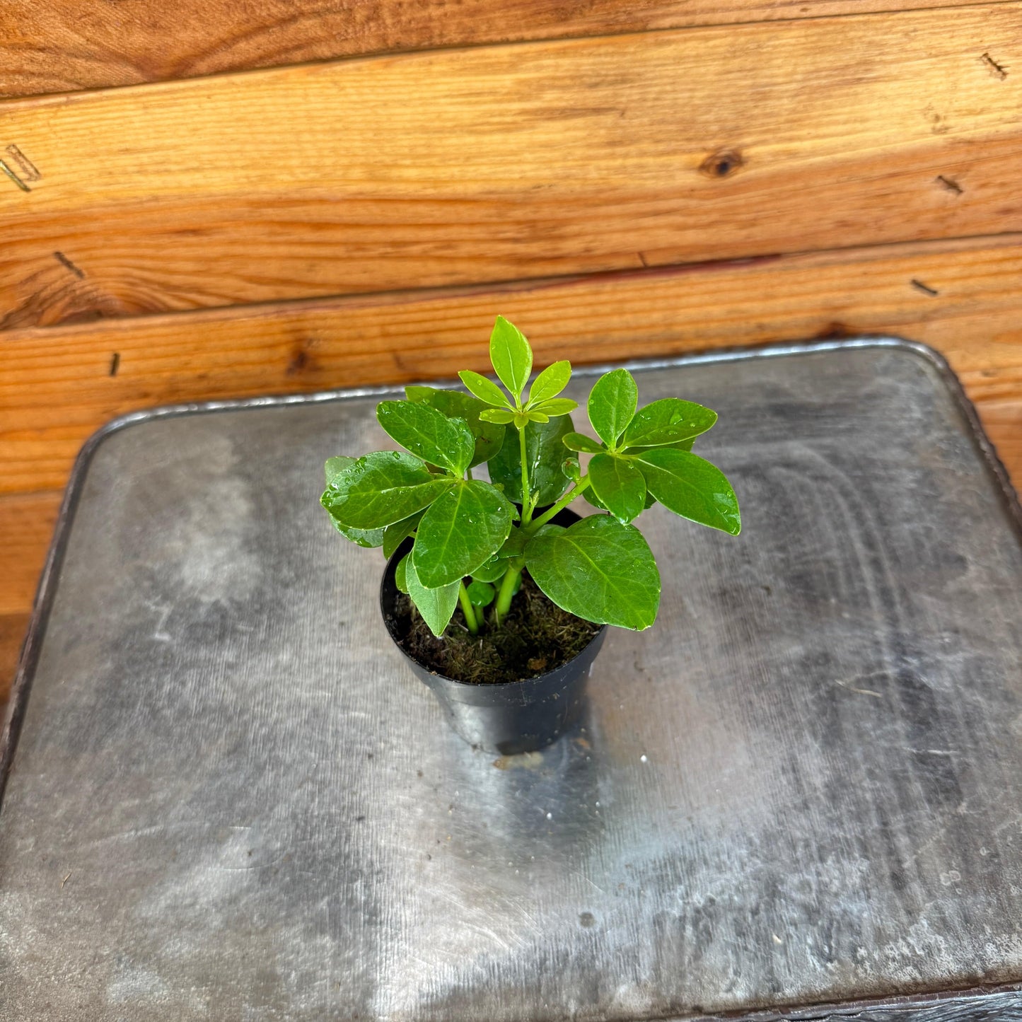 Schefflera Arboricola Mini, 2" Plant