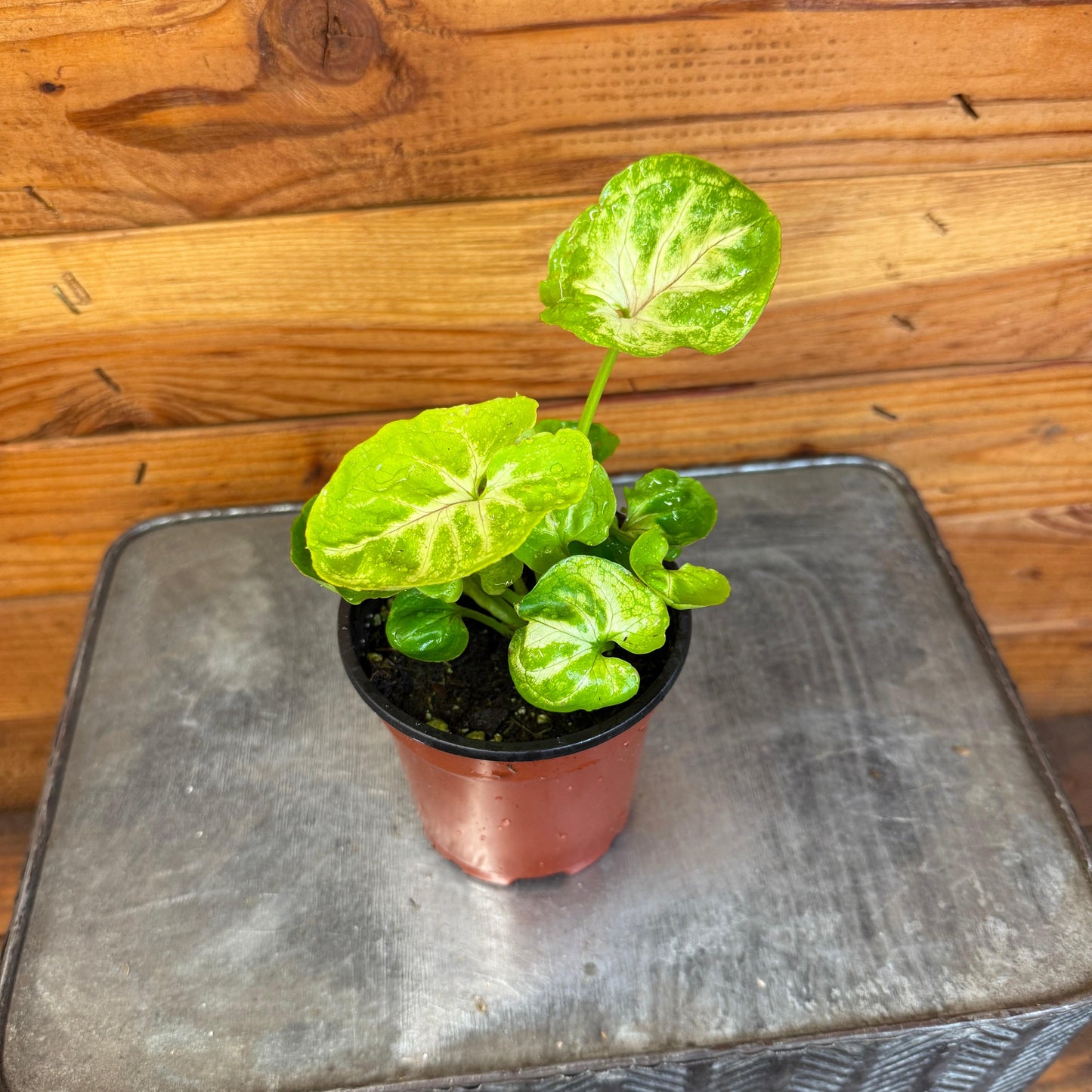 Syngonium Siam Kiwi Delight, 4" Plant