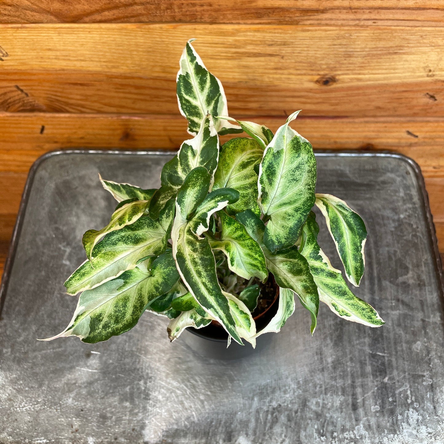 Syngonium Starlite, 2" Plant