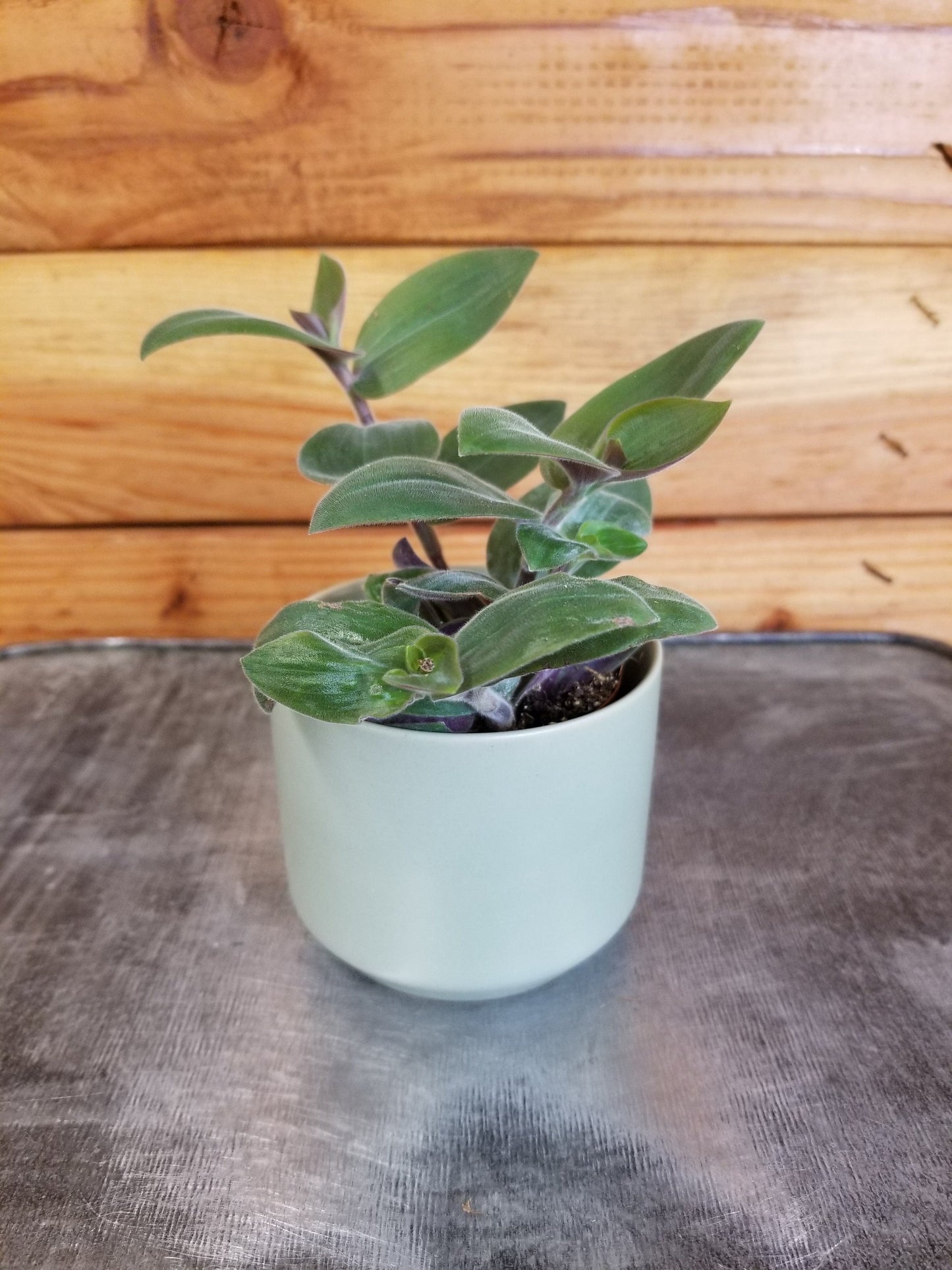 Tradescantia Baby Bunny Bellies 2" Plant