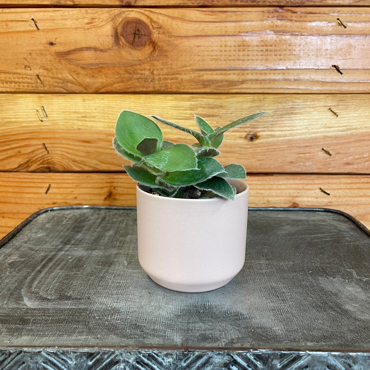 Tradescantia Sillamontana Teddy Bear Vine, 2" Plant