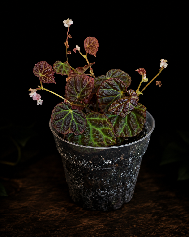 Begonias
