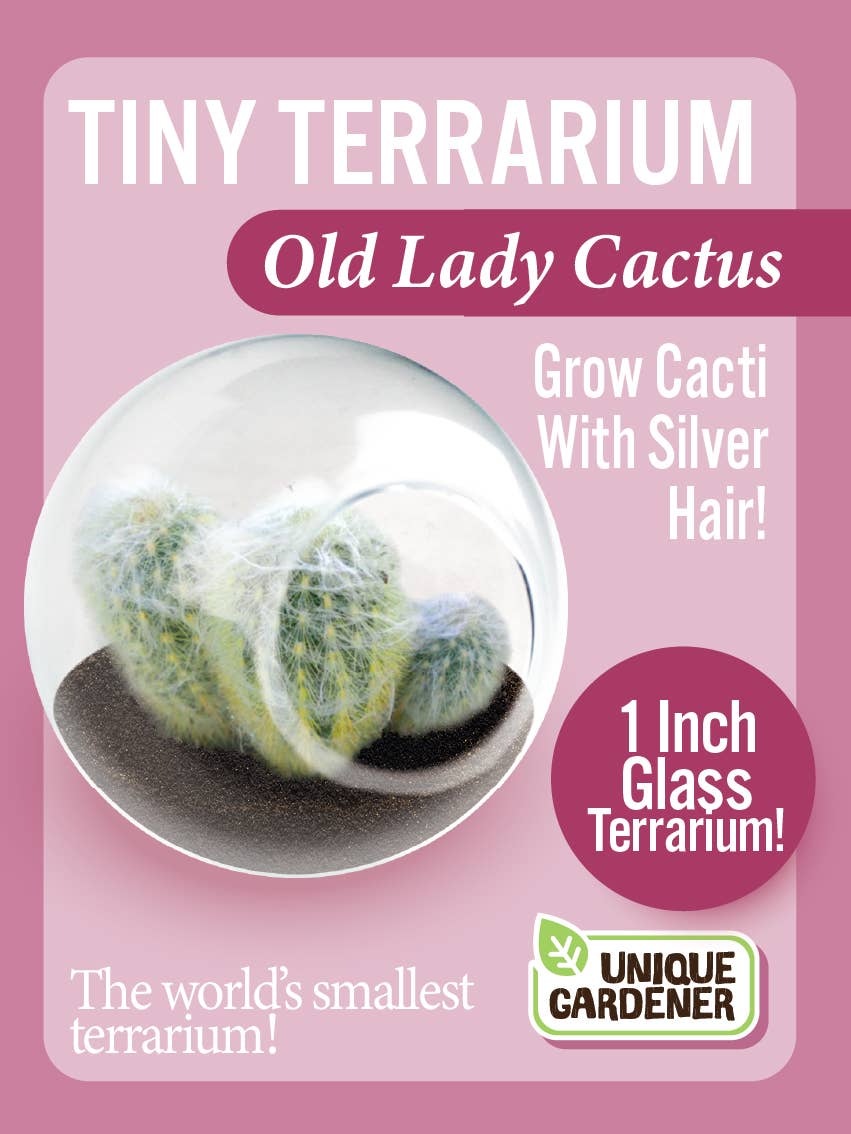 Tiny Terrarium Cactus Counter Display with 3 Varieties