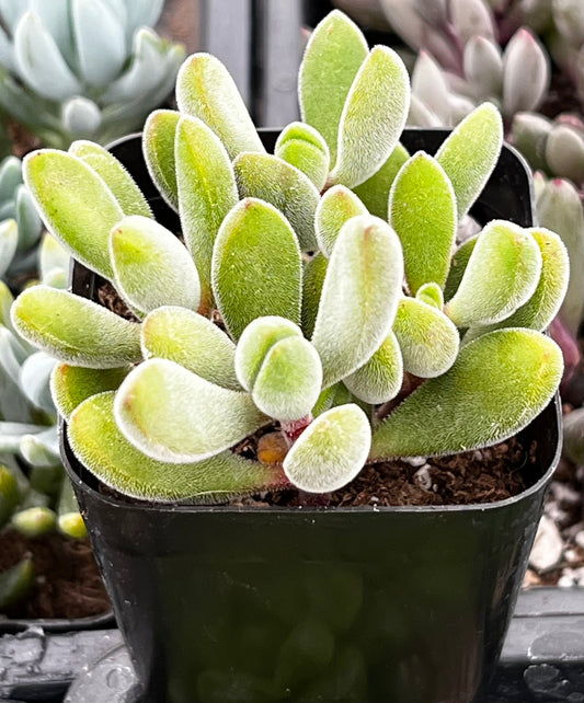Crassula Congesta Green Beans
