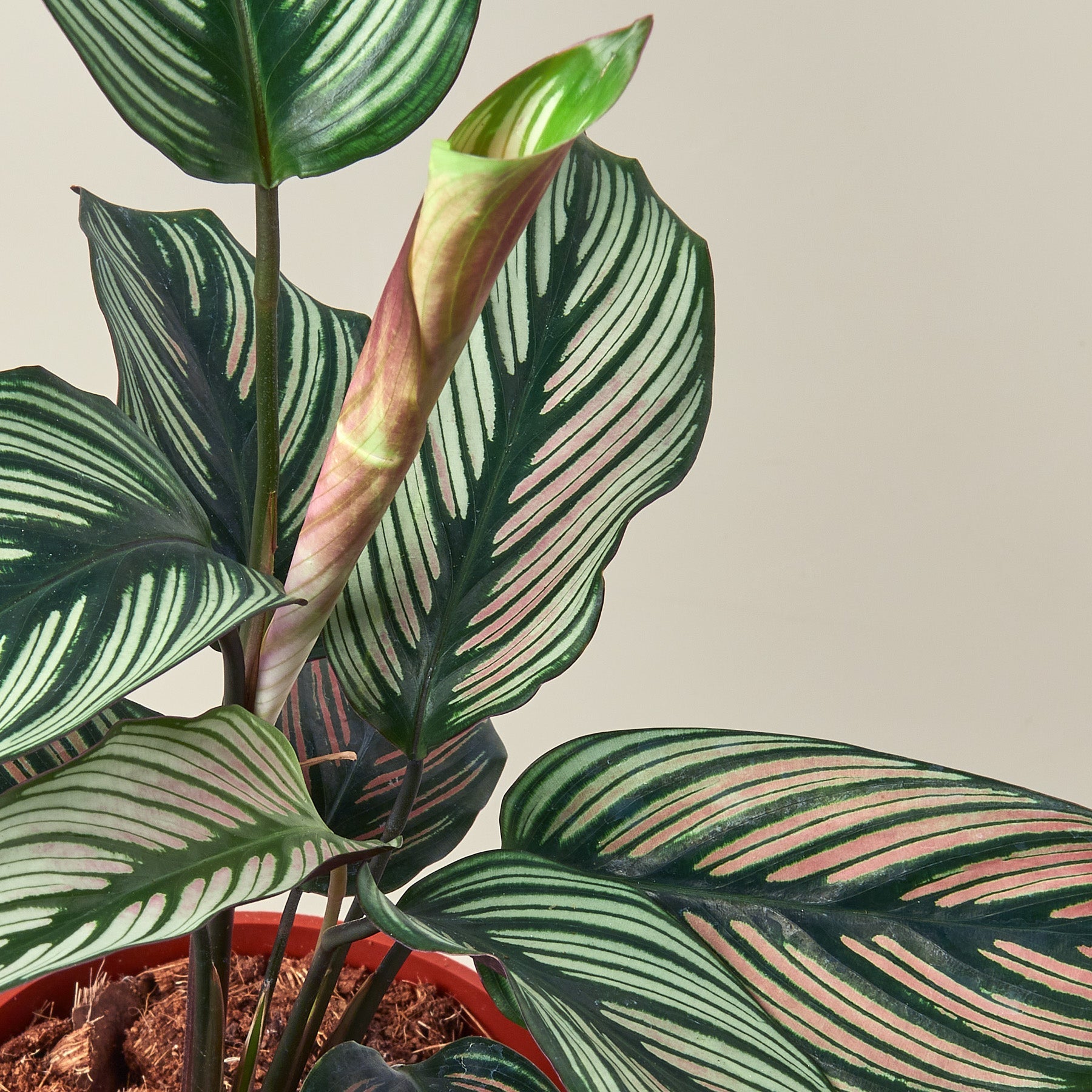 Calathea 'White Star'