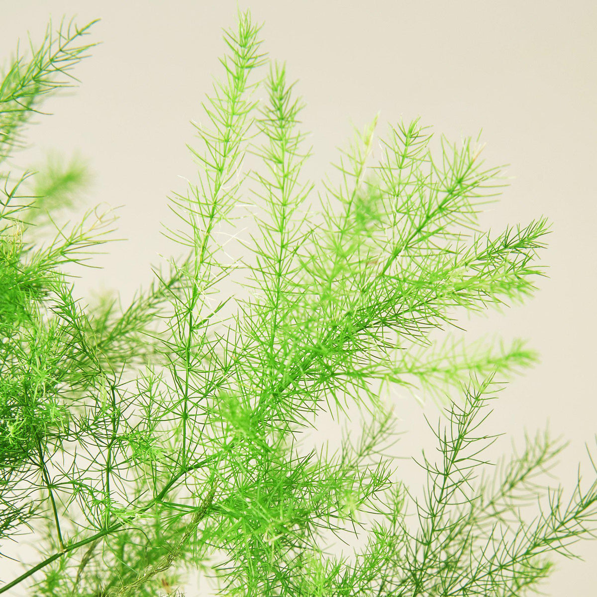 Fern 'Asparagus'