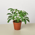 Schefflera Arboricola