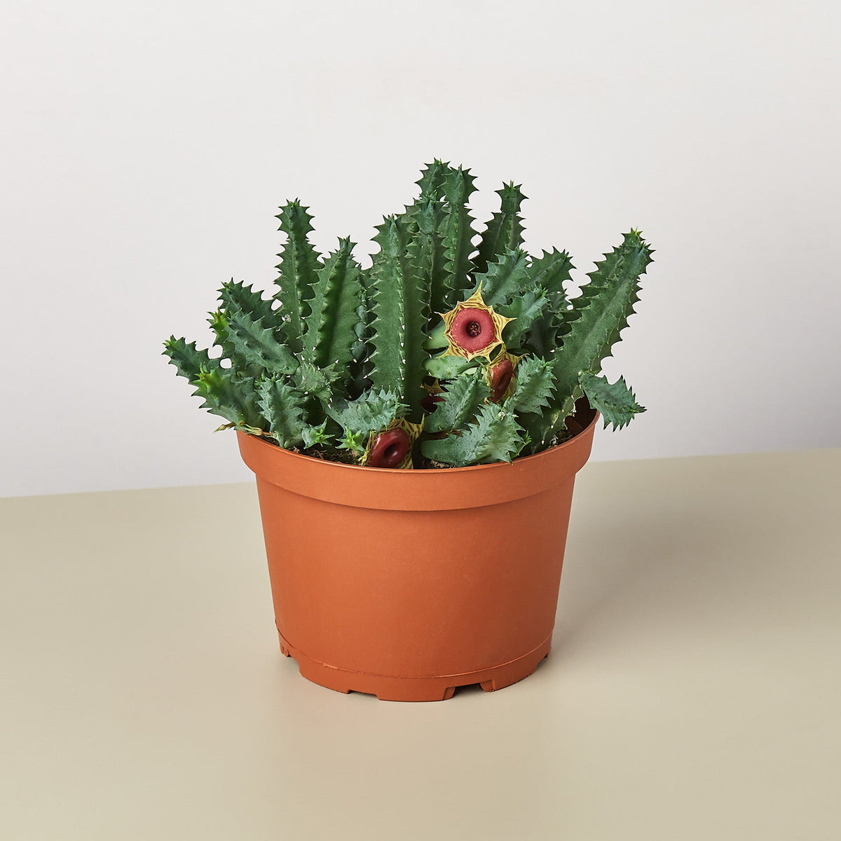 Lifesaver Cactus