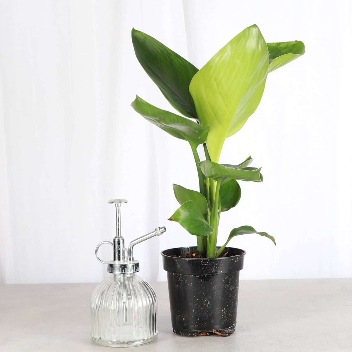 White Bird of Paradise - Live Plant