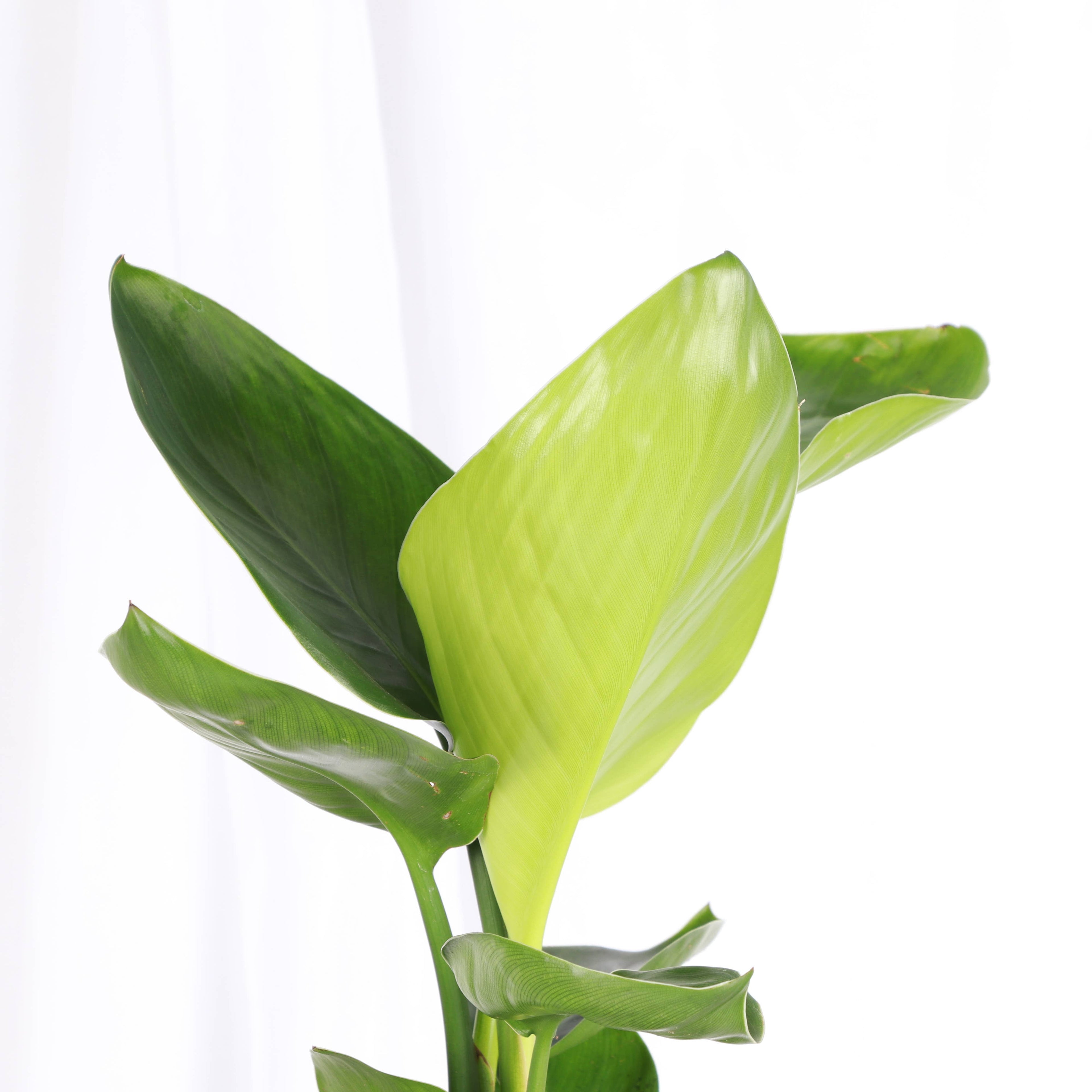 White Bird of Paradise - Live Plant