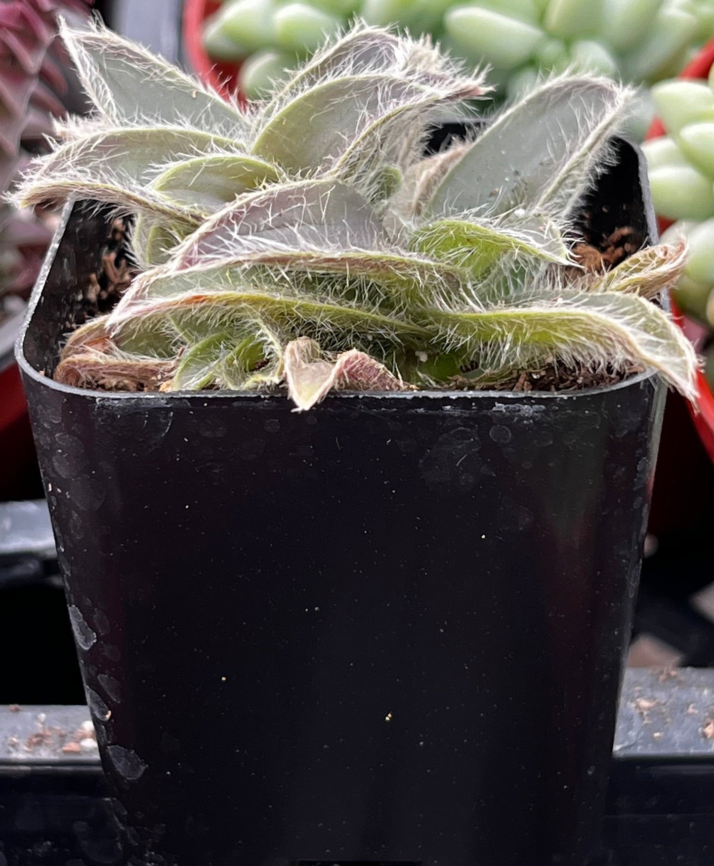 Kitten Ears Cyanotis Somaliensis