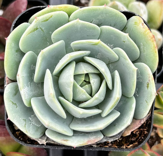 Echeveria Abalone