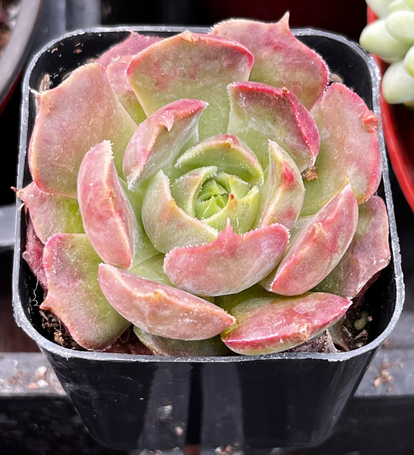 Echeveria Carmencita