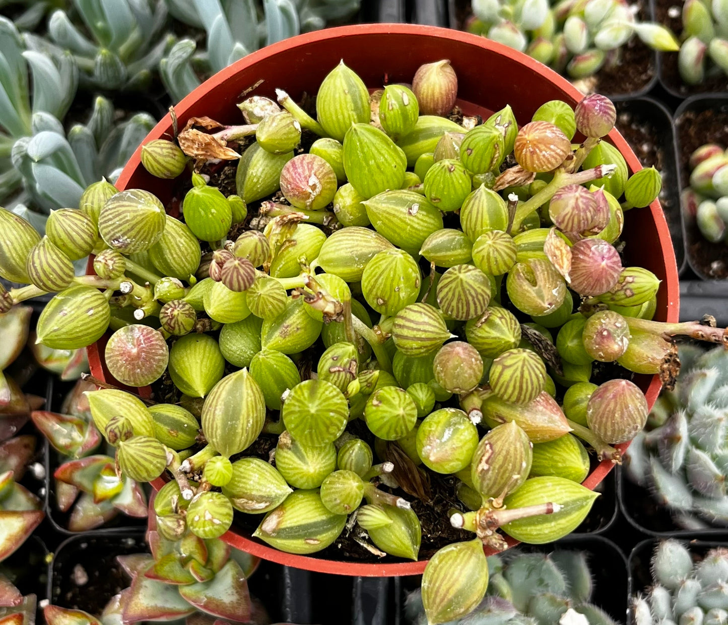 String of Watermelons