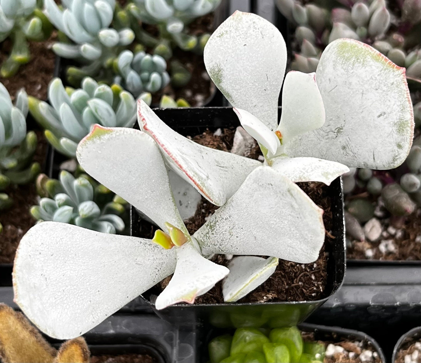 Cotyledon Orbiculata