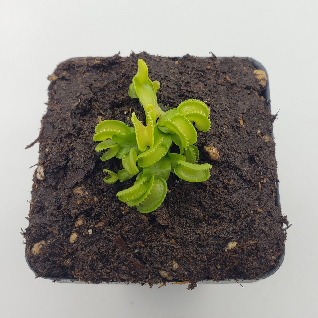 Venus flytrap (Dionaea muscipula) "GJ Giant Cudo"
